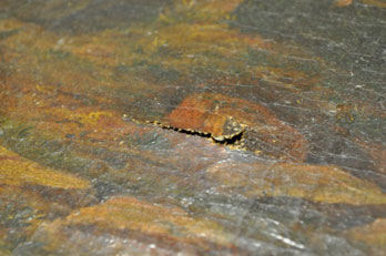 Grashe Seattle and Bellevue Fine Art Restorers. Rare and interesting cases of antique restoration: Roman Scene with Monks - Italian School